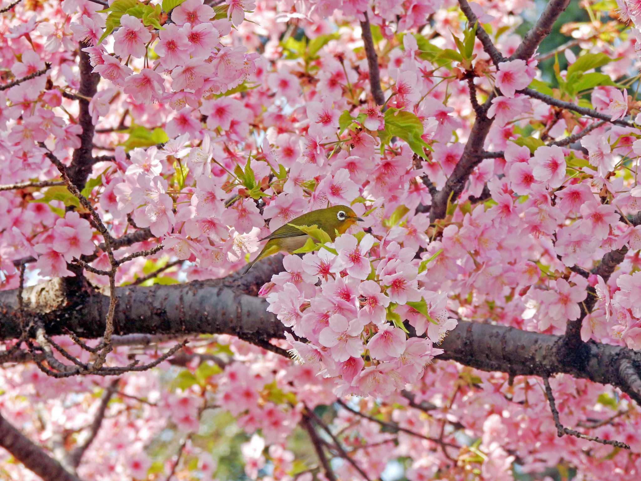 満開の河津桜とメジロ by yuki