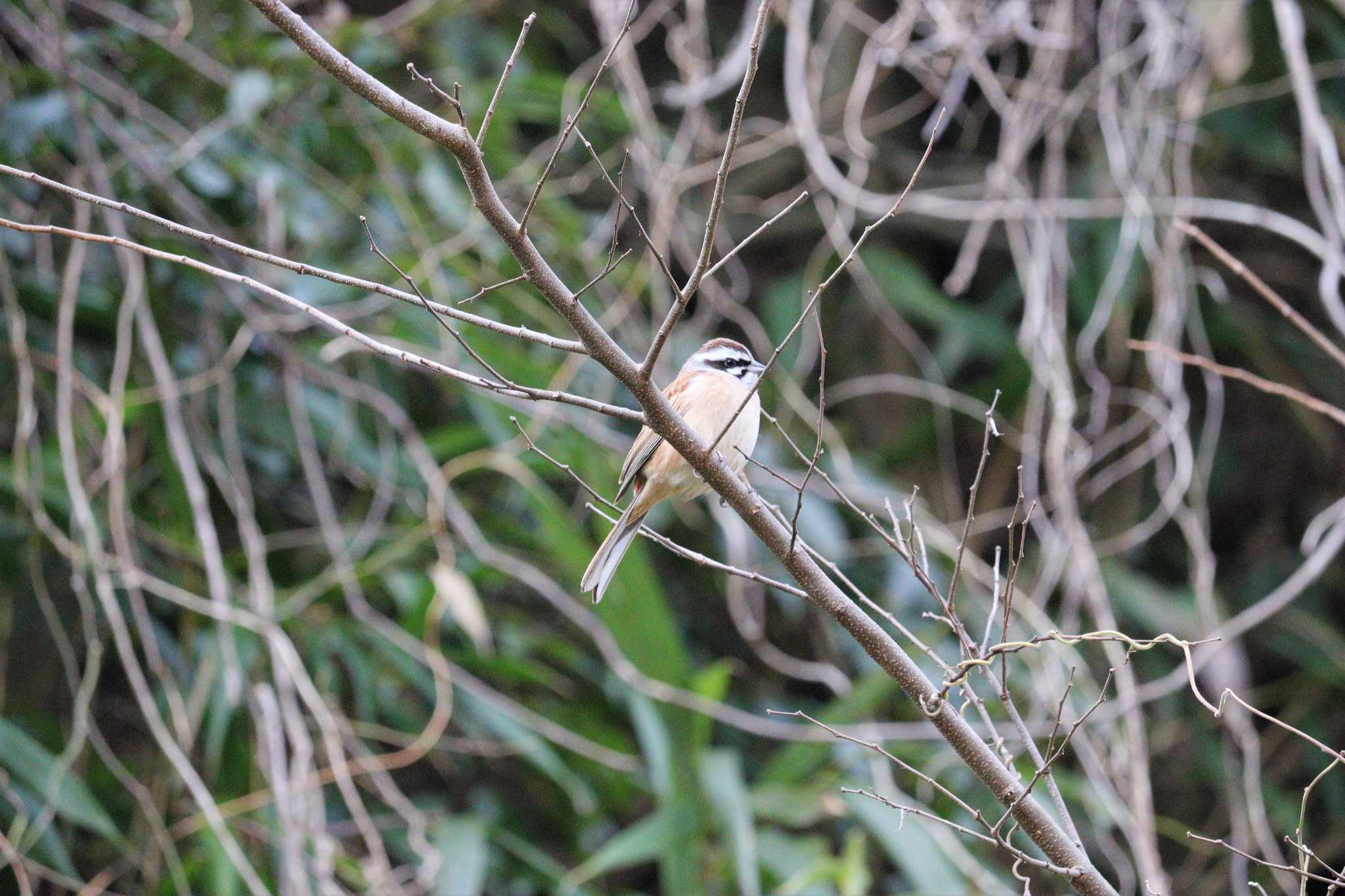 Meadow Bunting