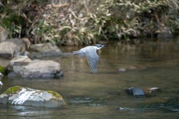 Crested Kingfisher 平成榛原子供のもり公園 Fri, 3/10/2023