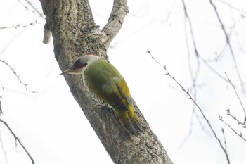 Japanese Green Woodpecker Maioka Park Mon, 1/18/2021