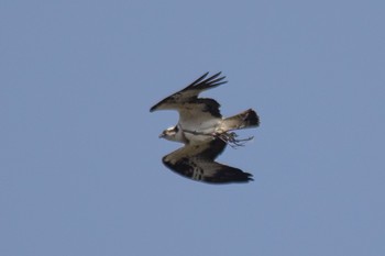 2023年3月10日(金) 山口県の野鳥観察記録