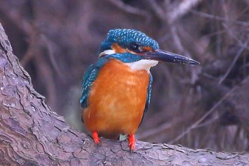 Common Kingfisher じゅん菜池緑地(千葉県) Fri, 3/10/2023