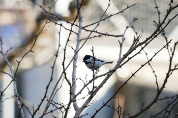 Coal Tit 山梨県甲州市勝沼町 Thu, 3/30/2017