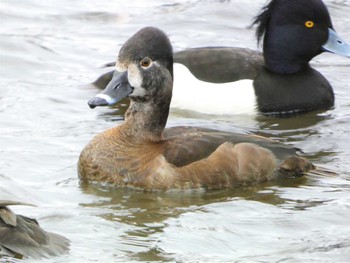 クビワキンクロ こども自然公園 (大池公園/横浜市) 2023年2月19日(日)