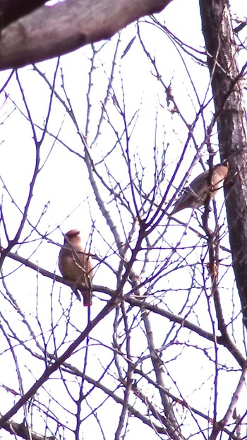 2023年3月10日(金) 黒川清流公園の野鳥観察記録