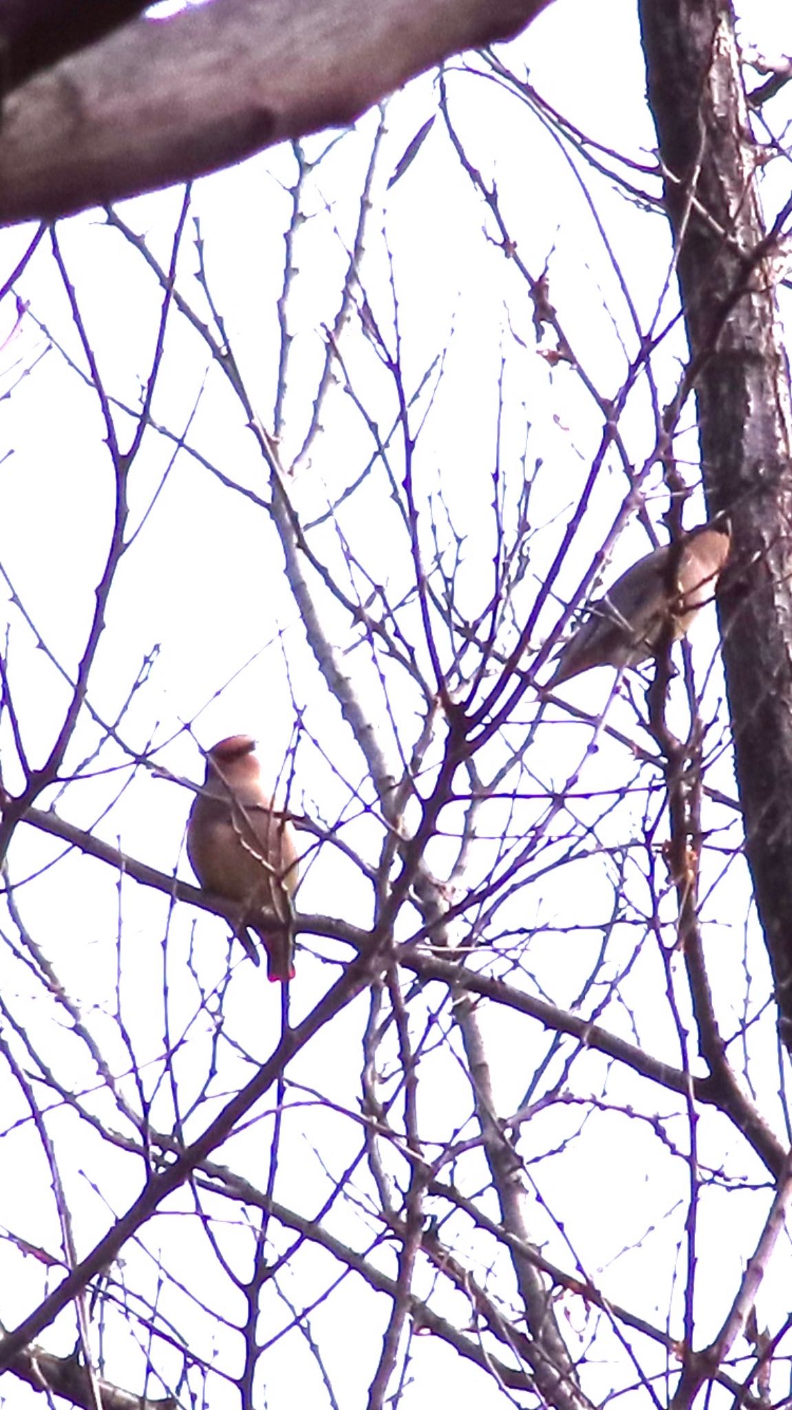 Japanese Waxwing