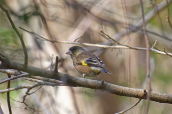 2023年3月9日(木) 横浜市立金沢自然公園の野鳥観察記録