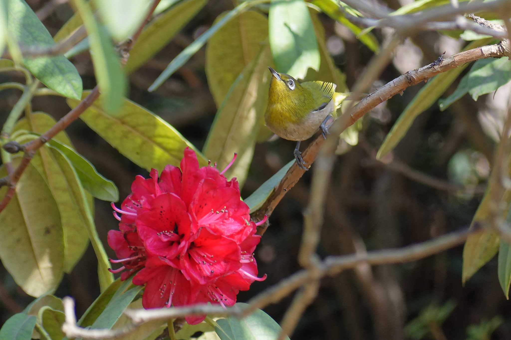 Warbling White-eye