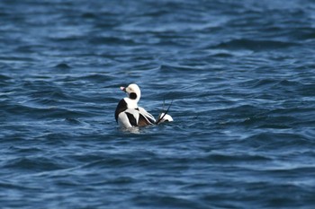 Long-tailed Duck 野付~落石 Sun, 3/5/2023