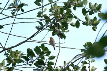 European Robin Venusberg Fri, 3/10/2023