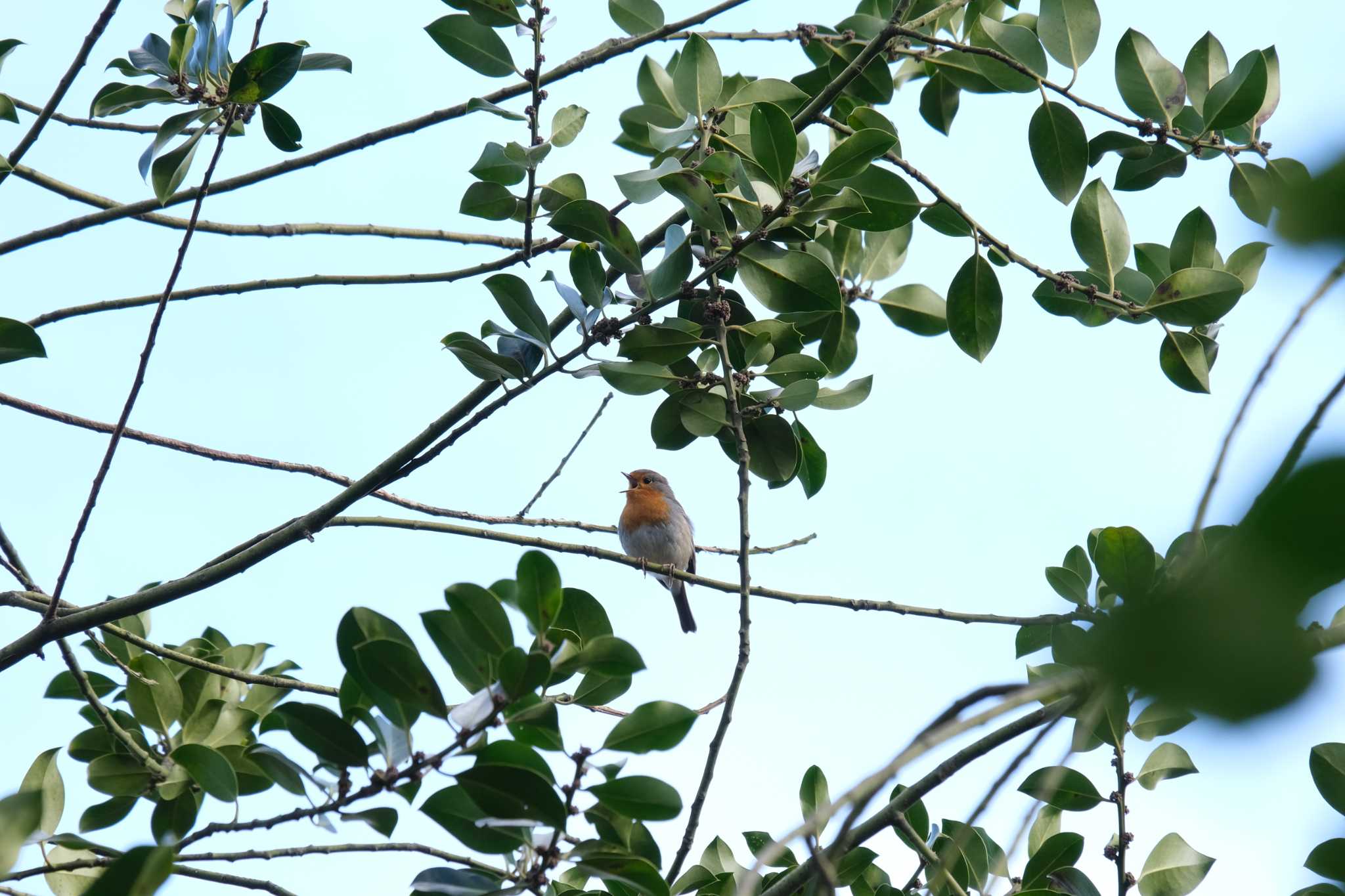 Photo of European Robin at Venusberg by hidebonn