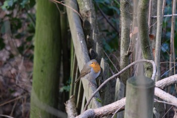 European Robin Venusberg Fri, 3/10/2023