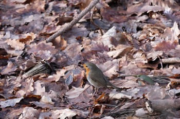 European Robin Venusberg Fri, 3/10/2023