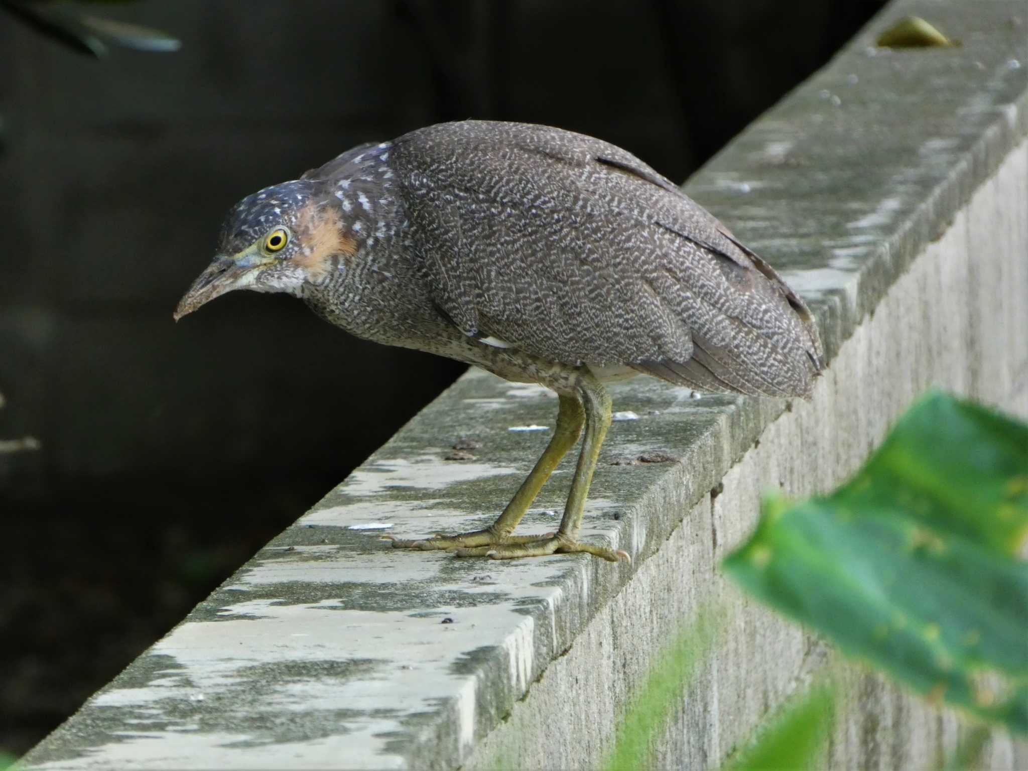 石垣島 ズグロミゾゴイの写真 by このはずく