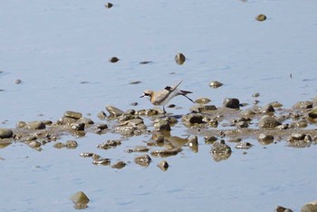 Thu, 5/3/2018 Birding report at 愛媛県重信川