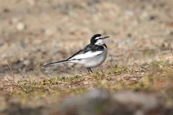 White Wagtail Akashi Park Sun, 1/8/2023