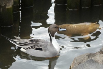 Northern Pintail 洗足池(大田区) Sun, 12/23/2018