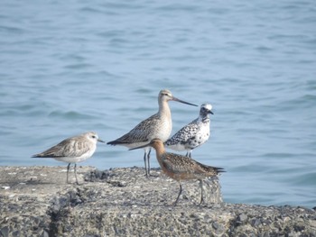 Tue, 5/1/2018 Birding report at 福岡県北九州市小倉南区