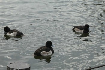 Tufted Duck 洗足池(大田区) Sun, 12/23/2018