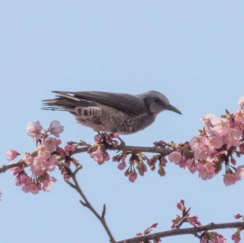 Brown-eared Bulbul 恩田川 Fri, 3/10/2023