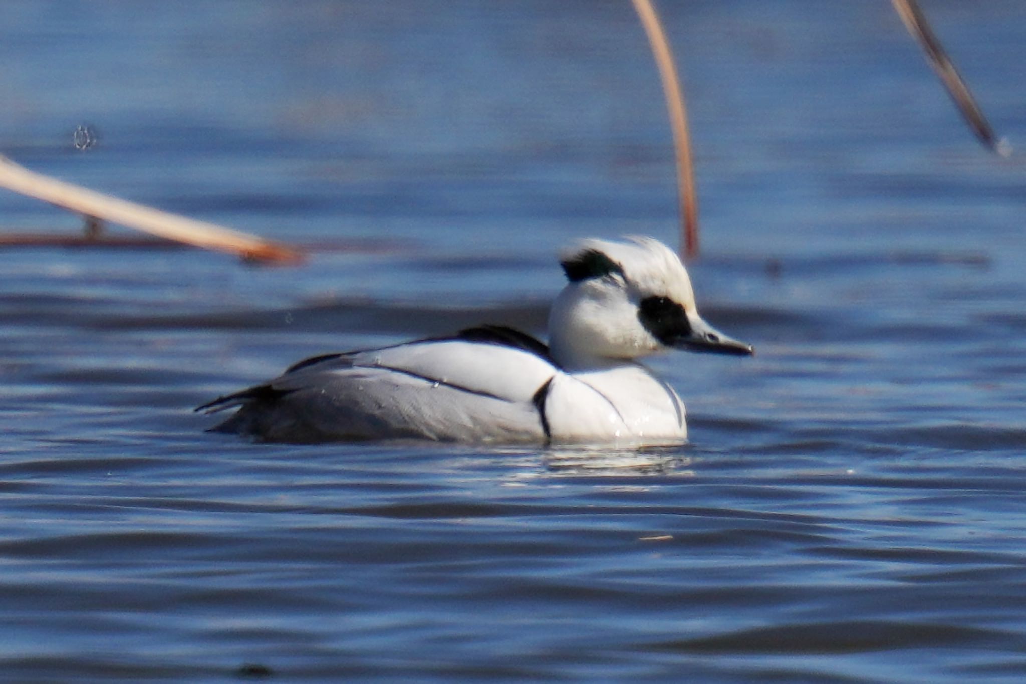 Smew