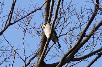 Japanese Grosbeak 東京都 Tue, 3/7/2023