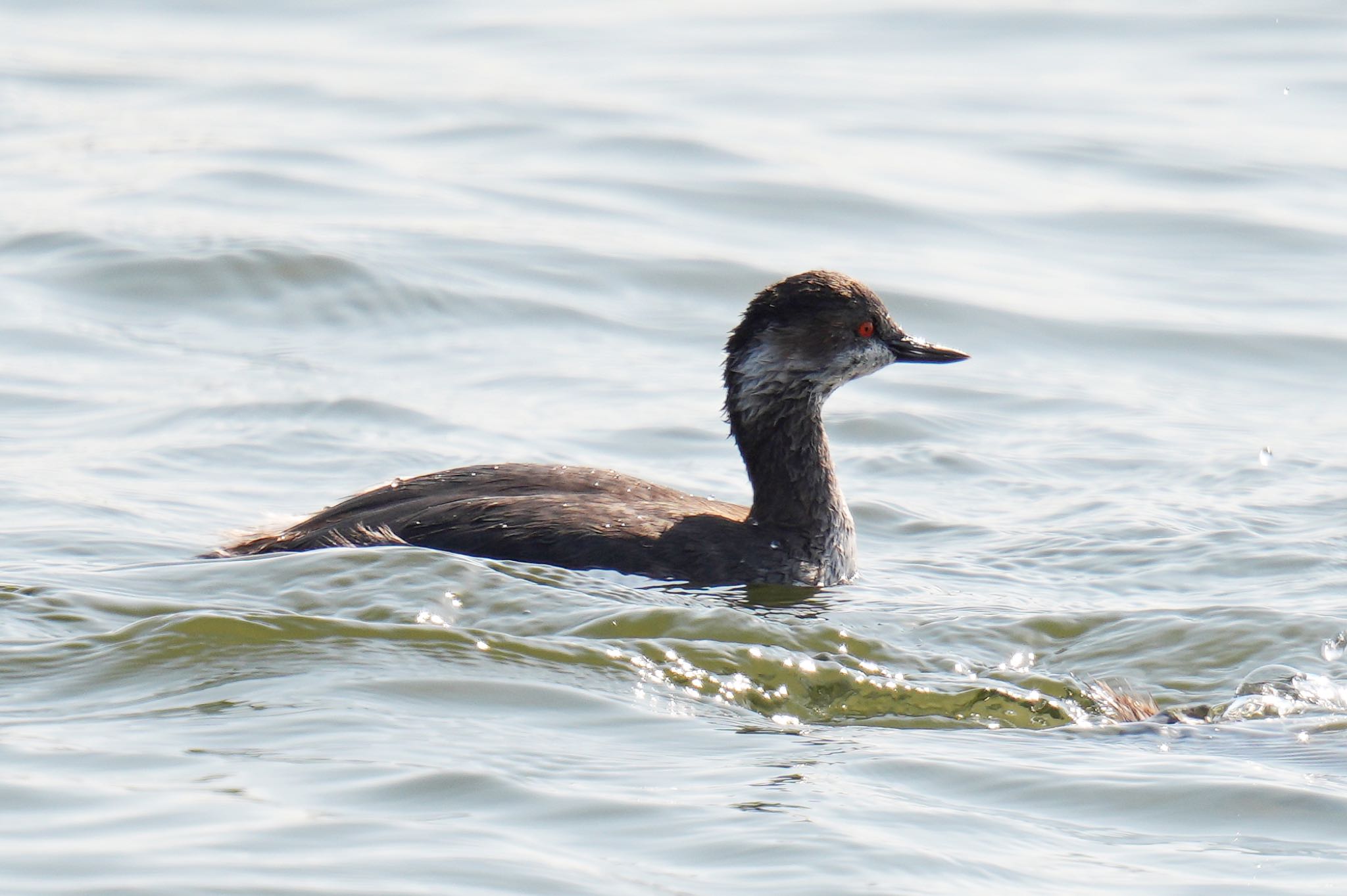 Black-necked Grebe