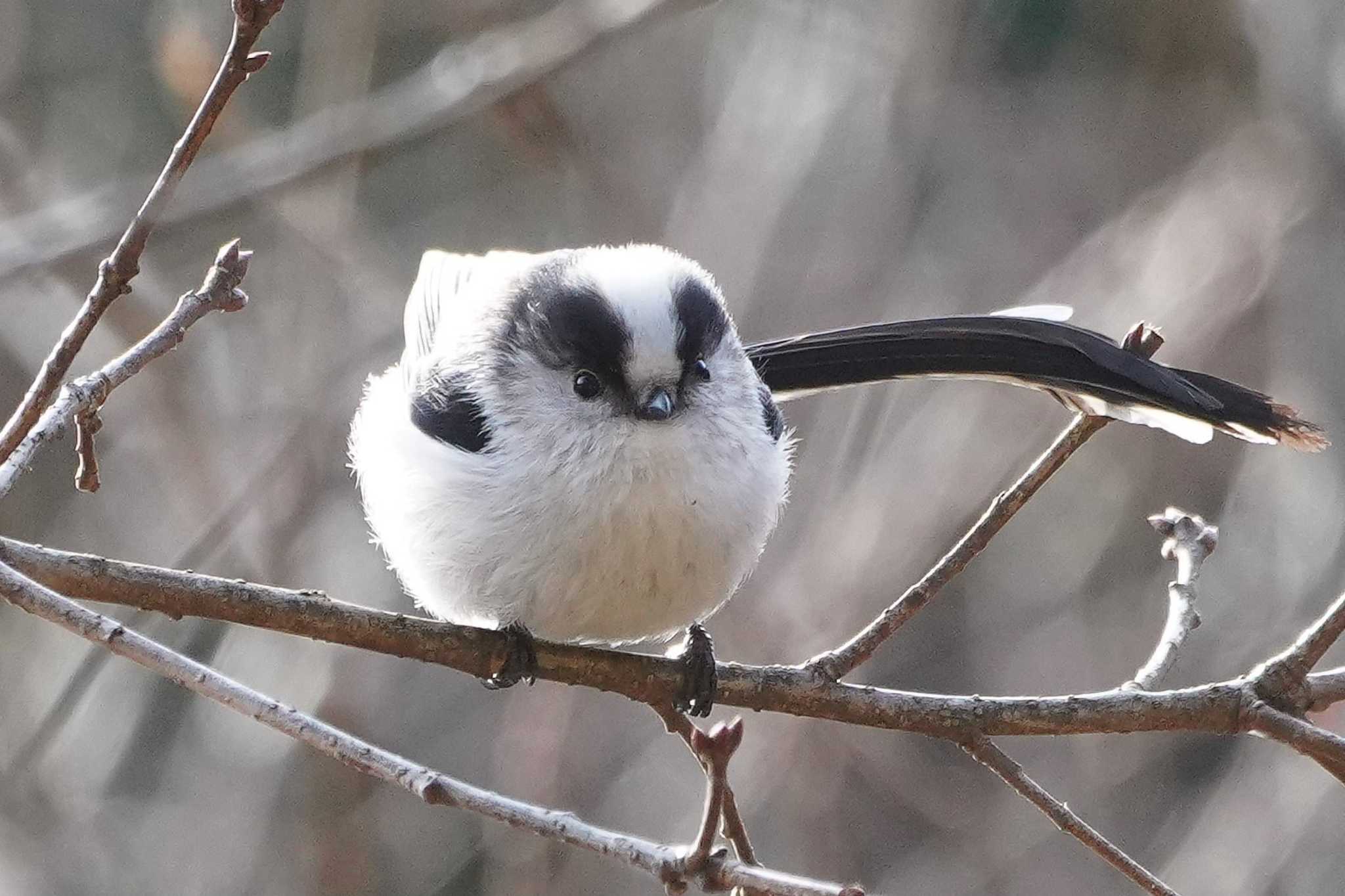 Photo of Long-tailed Tit at Showa Kinen Park by アカウント4133