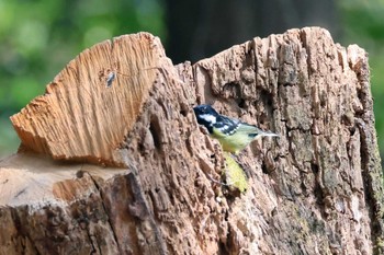 Yellow-bellied Tit 小幡緑地 Thu, 3/9/2023