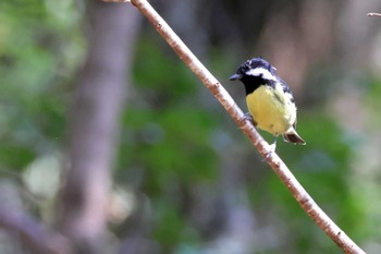 Thu, 3/9/2023 Birding report at 小幡緑地