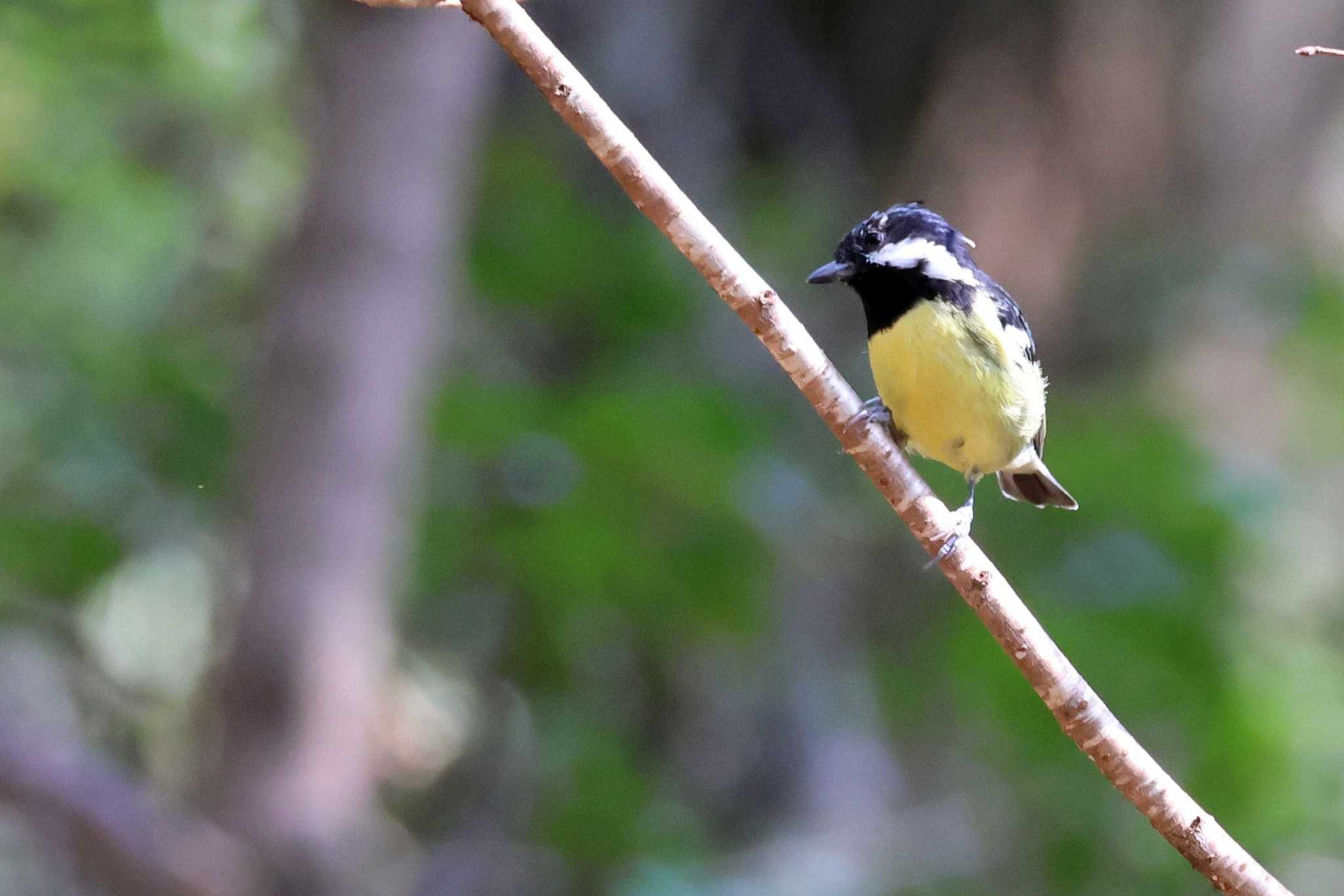 Photo of Yellow-bellied Tit at 小幡緑地 by OHモリ