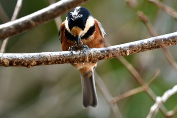 Varied Tit 油山市民の森 Fri, 3/10/2023