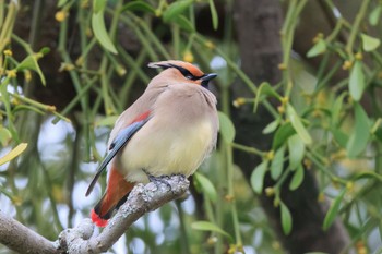 Japanese Waxwing 美濃加茂市太田宿 Thu, 3/9/2023