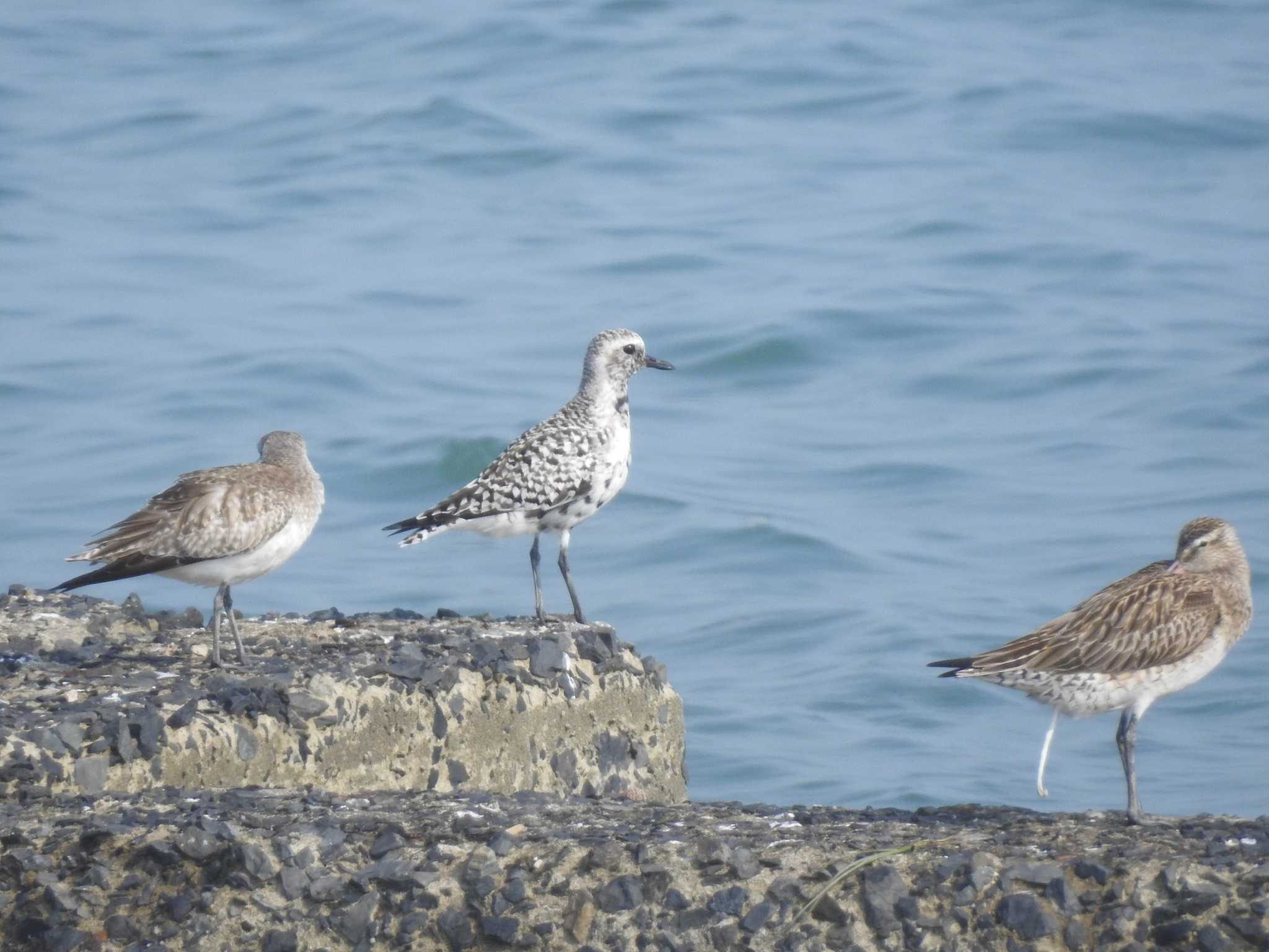 Photo of Grey Plover at 福岡県北九州市小倉南区 by 禽好き