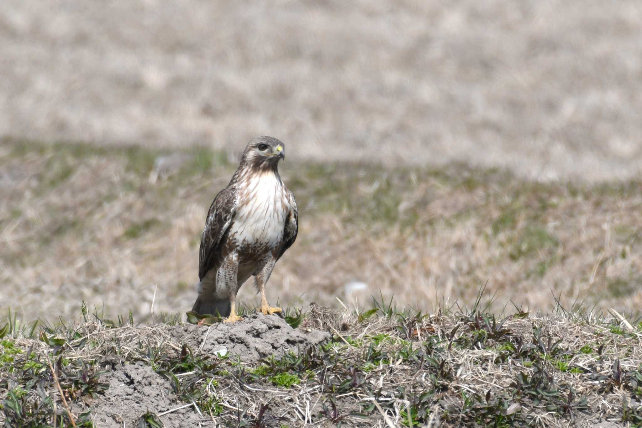 Photo of Eastern Buzzard at 珠洲市 by Semal