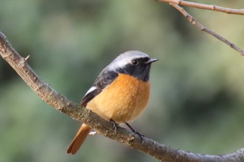 Daurian Redstart Kyoto Gyoen Thu, 3/9/2023