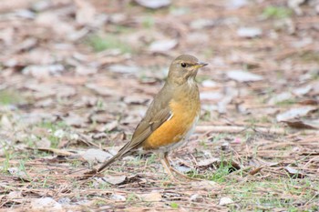 Brown-headed Thrush Kyoto Gyoen Thu, 3/9/2023