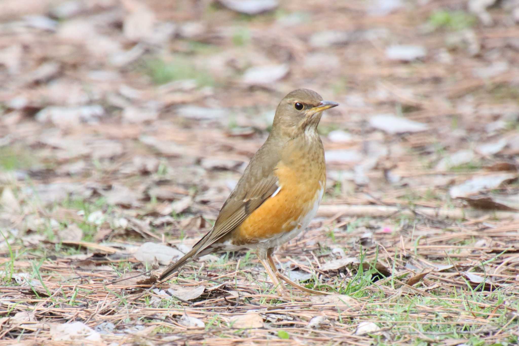 Photo of Brown-headed Thrush at Kyoto Gyoen by ゆりかもめ