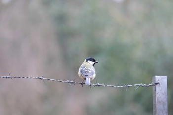 Great Tit Venusberg Fri, 3/10/2023