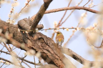 Japanese Bush Warbler 榛名梅林 Sun, 3/19/2017