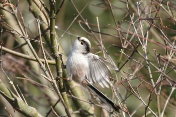 Long-tailed Tit 栃尾 Tue, 2/28/2017