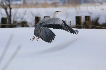 Grey Heron Fukushimagata Thu, 1/26/2017