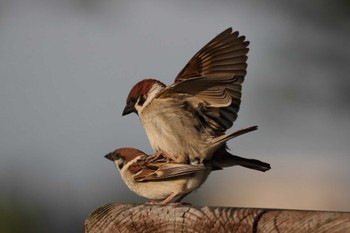 Eurasian Tree Sparrow 上堰潟公園 Thu, 5/4/2017