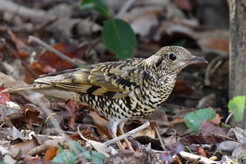 White's Thrush 油山市民の森 Fri, 3/10/2023