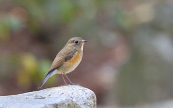 Red-flanked Bluetail 東京都多摩地域 Wed, 3/8/2023