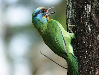 Taiwan Barbet 大安森林公園 Fri, 3/10/2023