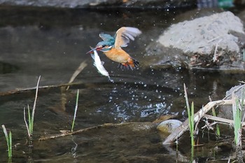 Common Kingfisher 横浜市内河川 Fri, 3/10/2023