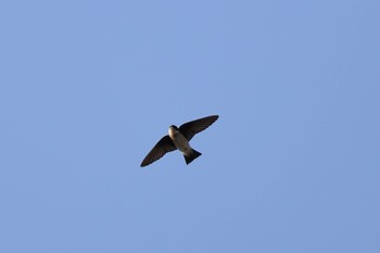 Asian House Martin 横浜市内河川 Fri, 3/10/2023