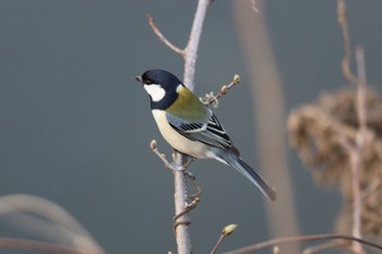 2023年3月10日(金) 横浜市内河川の野鳥観察記録