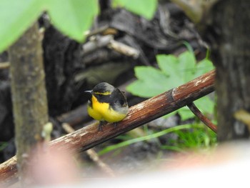 2018年5月3日(木) 福岡県北九州市門司区の野鳥観察記録